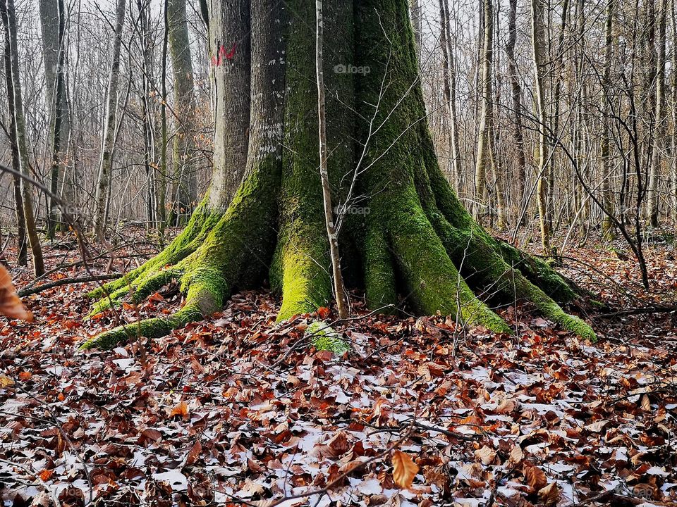 Great Oak, Force of Nature