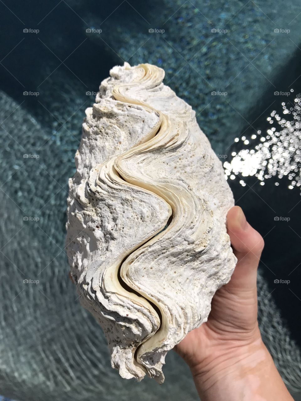 Hand holding large sea shell over the water 