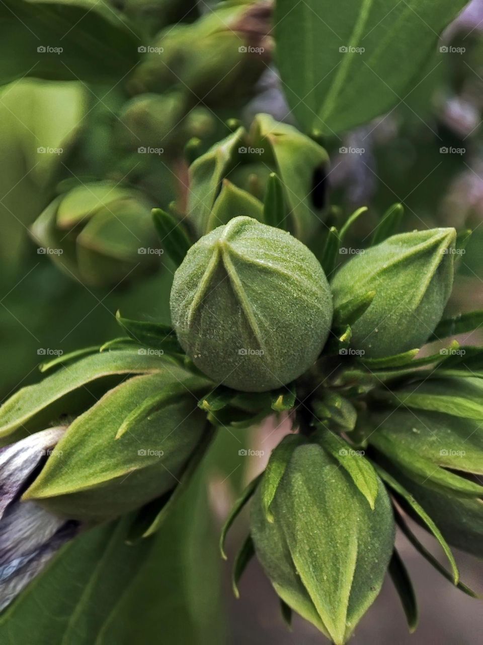 Macro photo of a flower growing in the garden