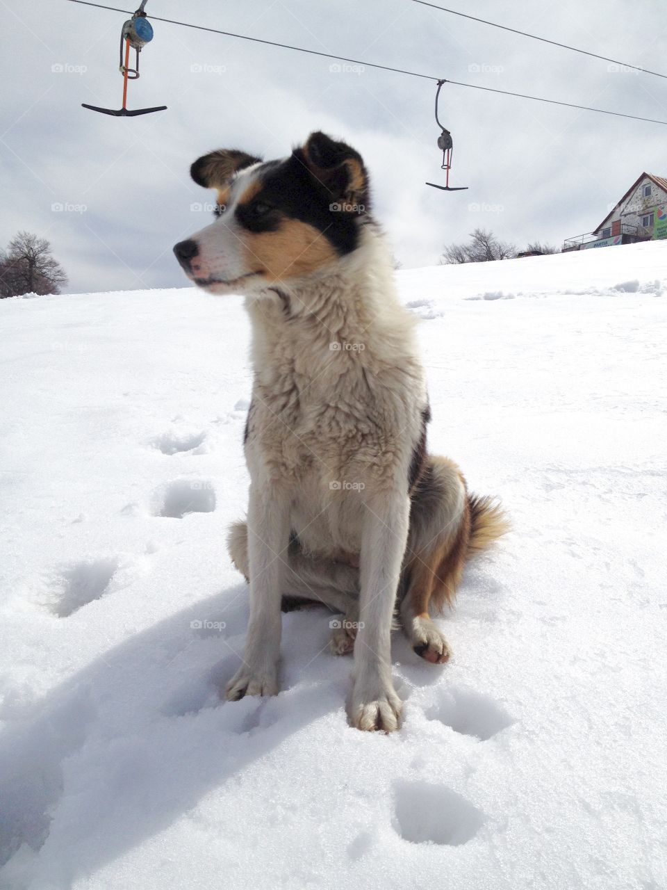 Dog in the snow with teleski in the background