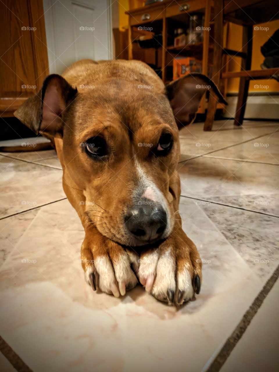 Resting Brown Dog On Tile Floor