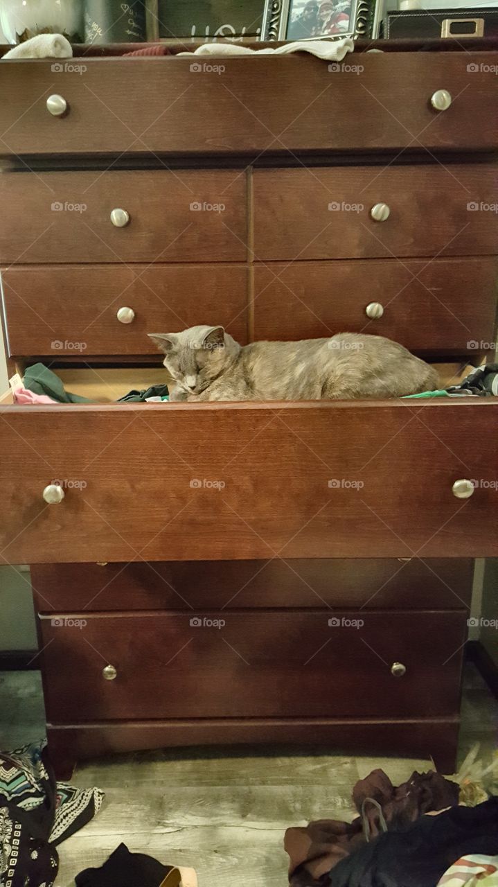 kitty cat sleeping in dresser drawer