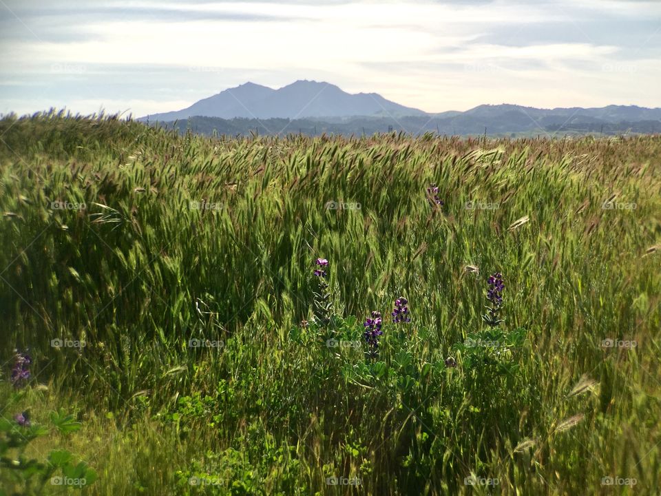 Green field and mountain 