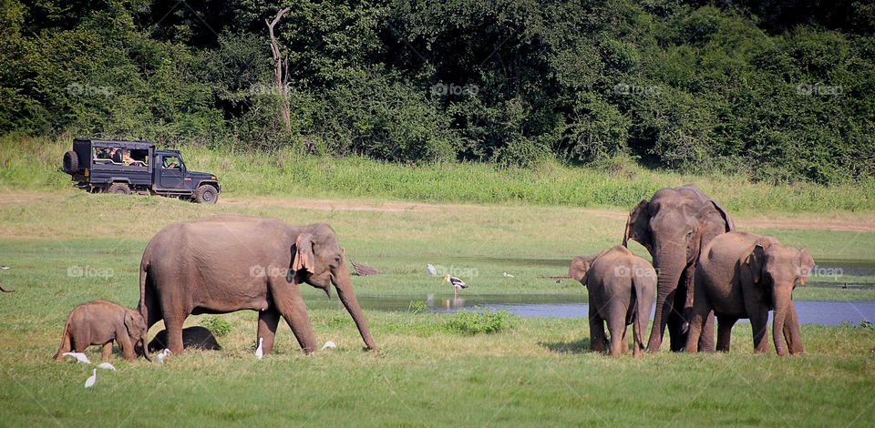Elephants in sri lanka yala