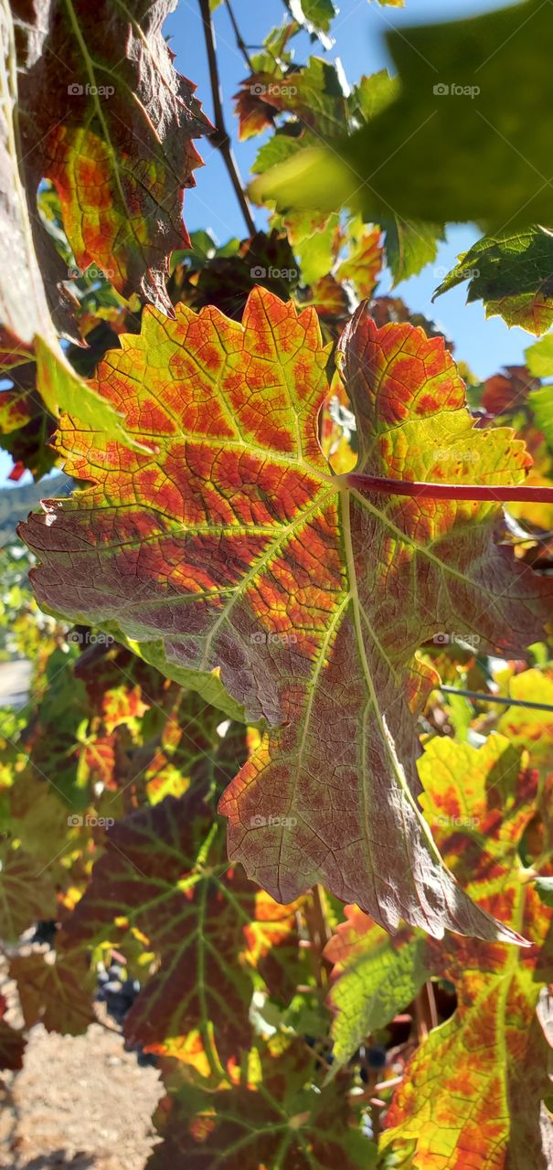 Grape leaves in the fall