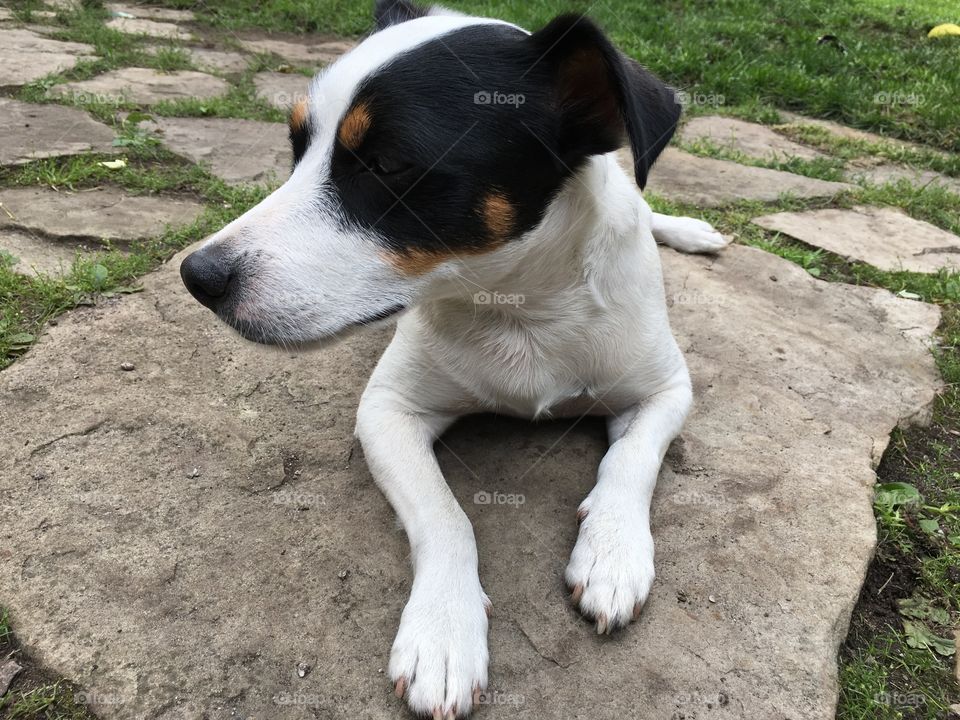 Closeup low angle view of loyal Jack Russell Terrier Dog on natural stone patio laying down at home in summer time 