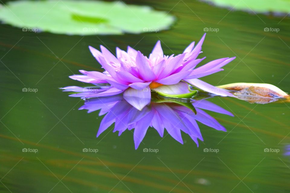 water lily. Beautiful reflection
