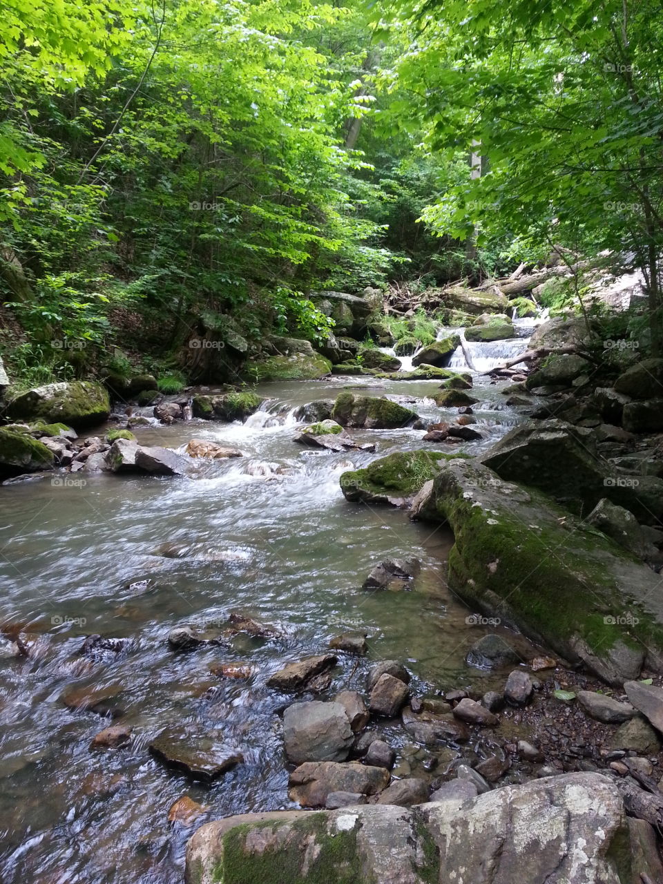 Roaring Run Trail