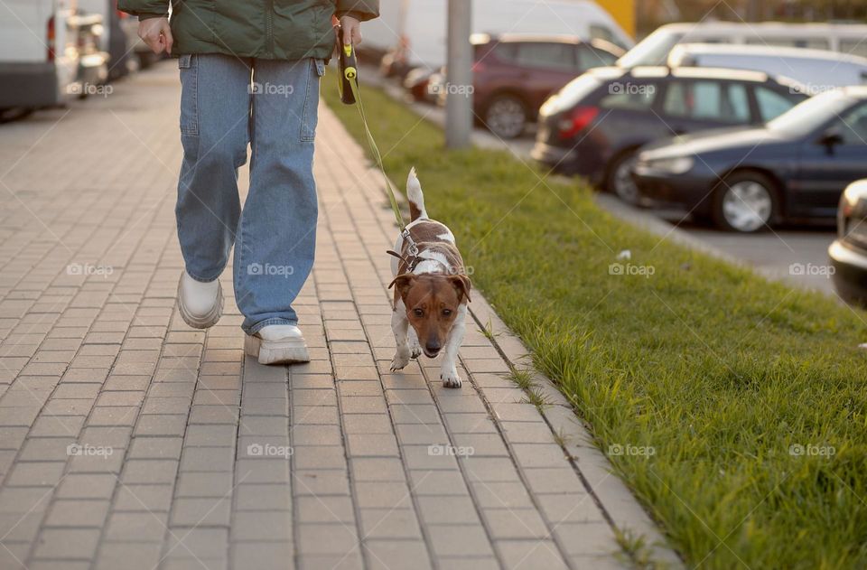 A teenage girl walks with her dog at sunset in the evening.