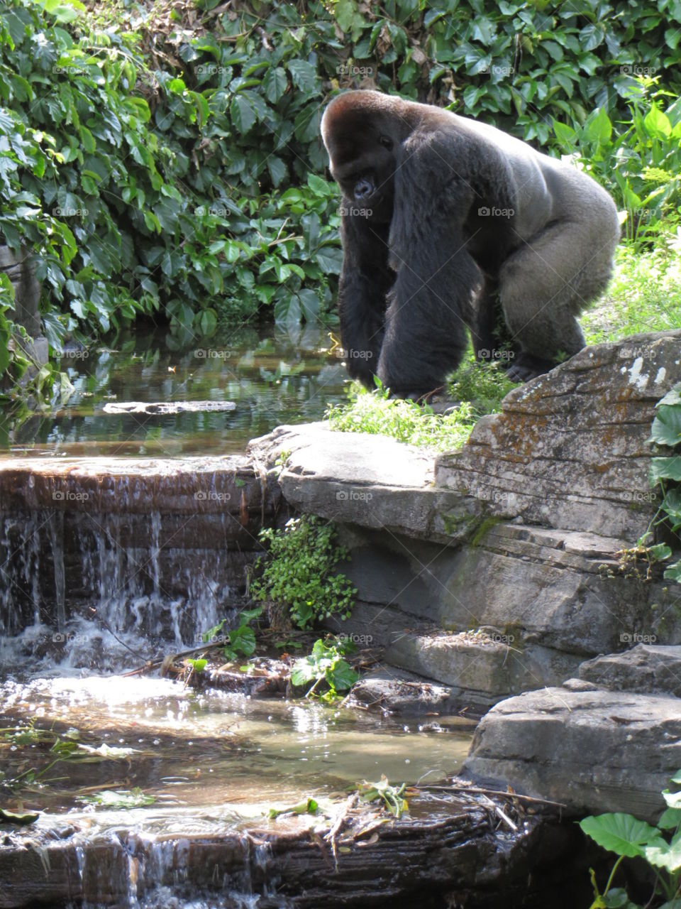 Drinking gorilla 