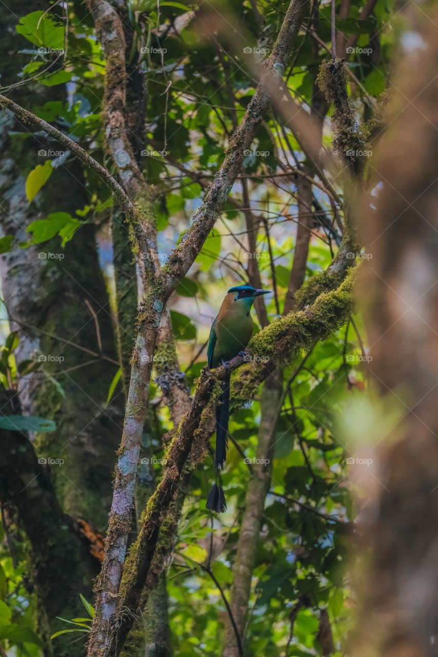 Bird in a tree