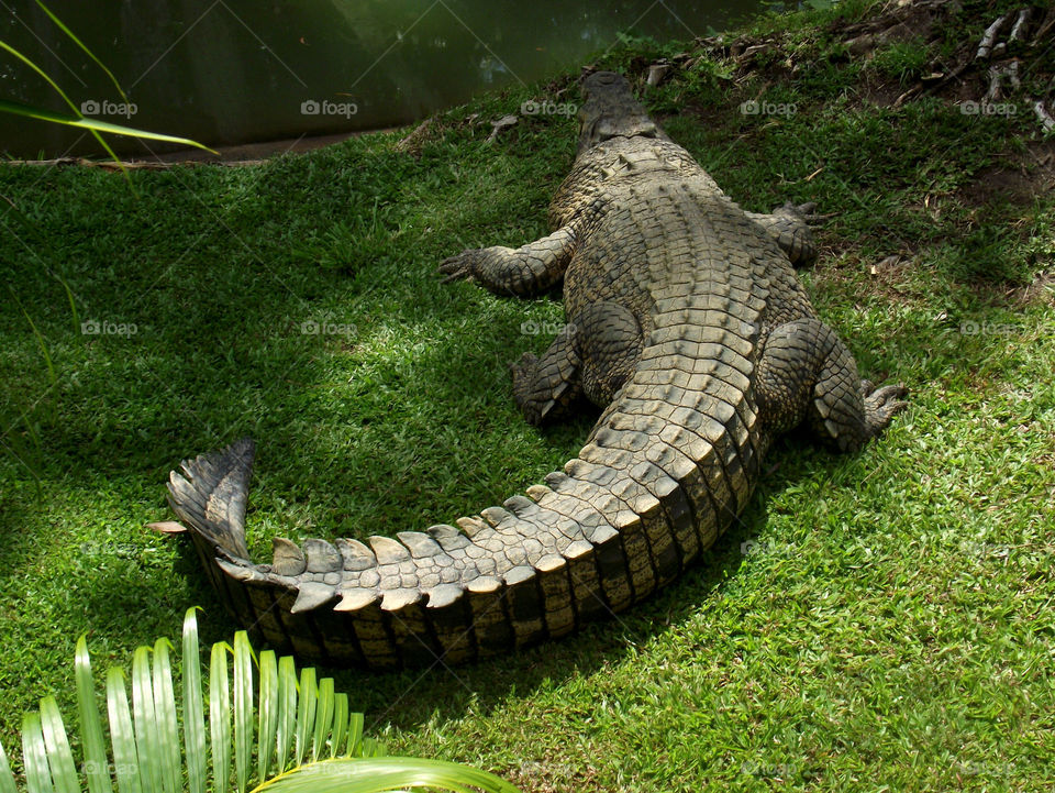 Alligator from behind. Sunning himself 