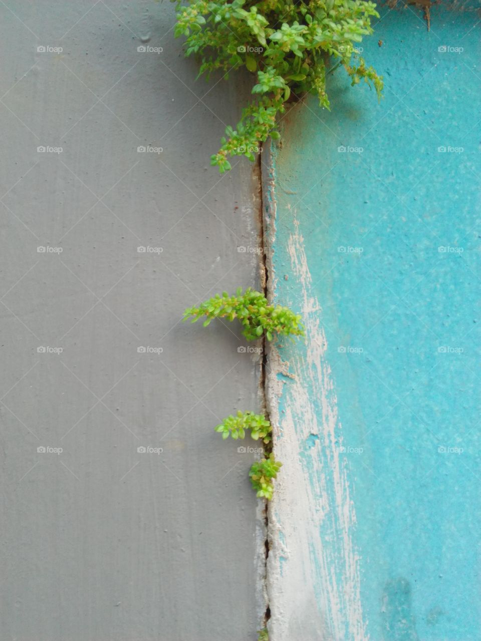 wild plant on the wall