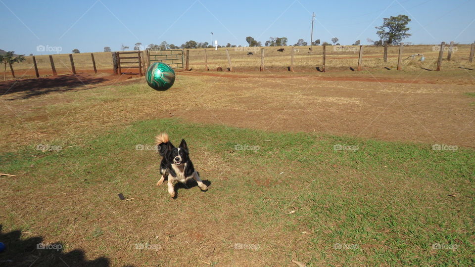 Futebol de cachorro 