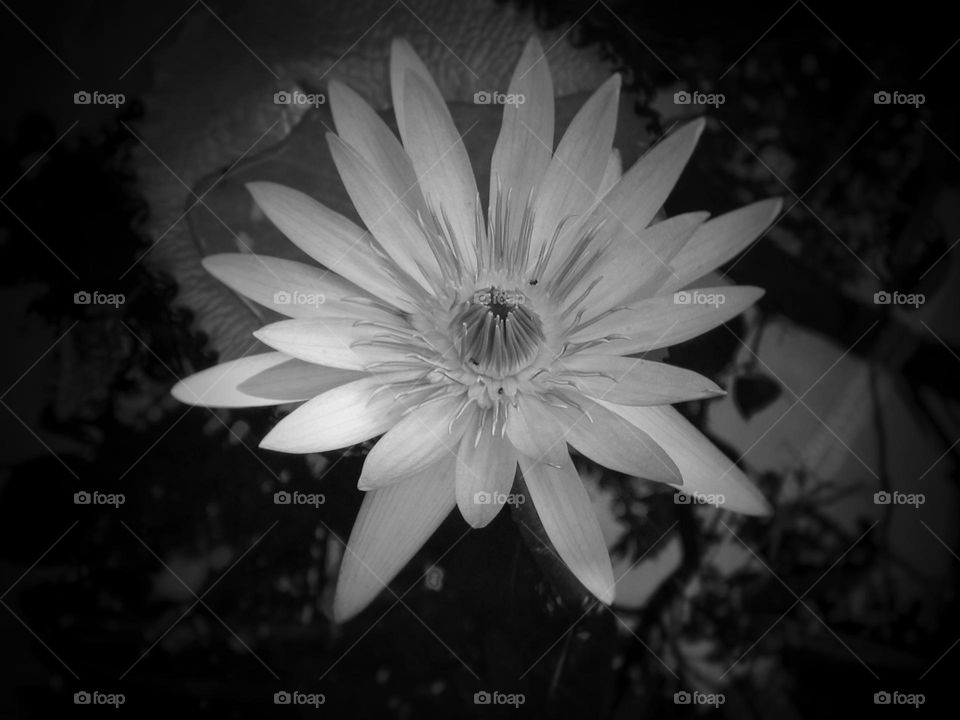 Flower of waterlily