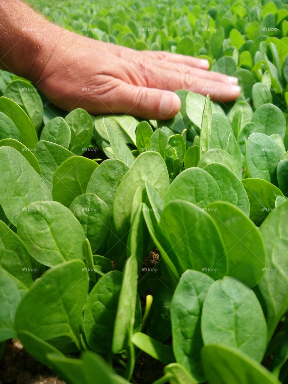 Growing spinach