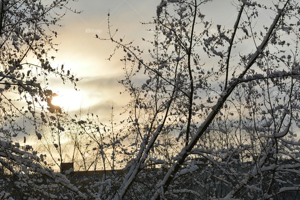 Tree, Winter, Season, Landscape, Branch