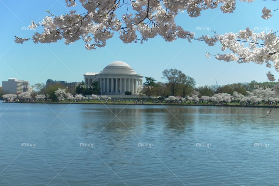 Jefferson Memorial. Cherry Blossom Festival