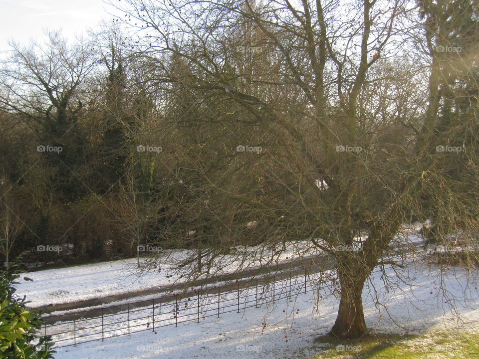 Tree, Landscape, Winter, Water, Nature