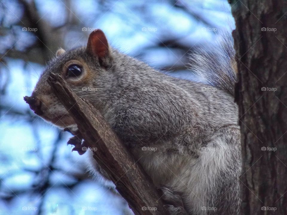 Squirrel on a tree 