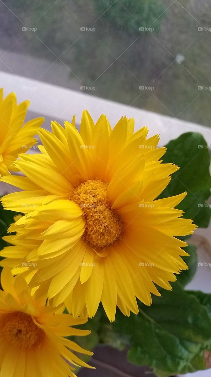 Siamese Twins Conjoined Yellow Flower