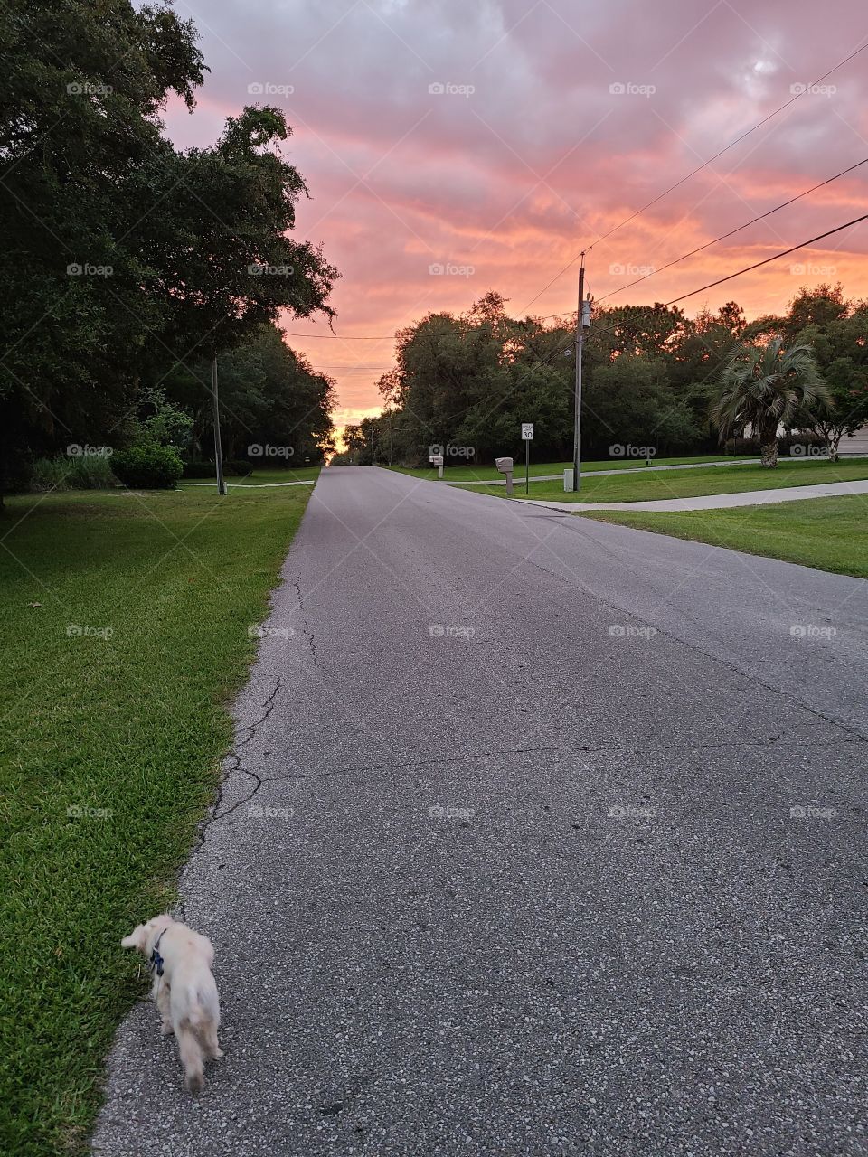Walking Dog at Sunset