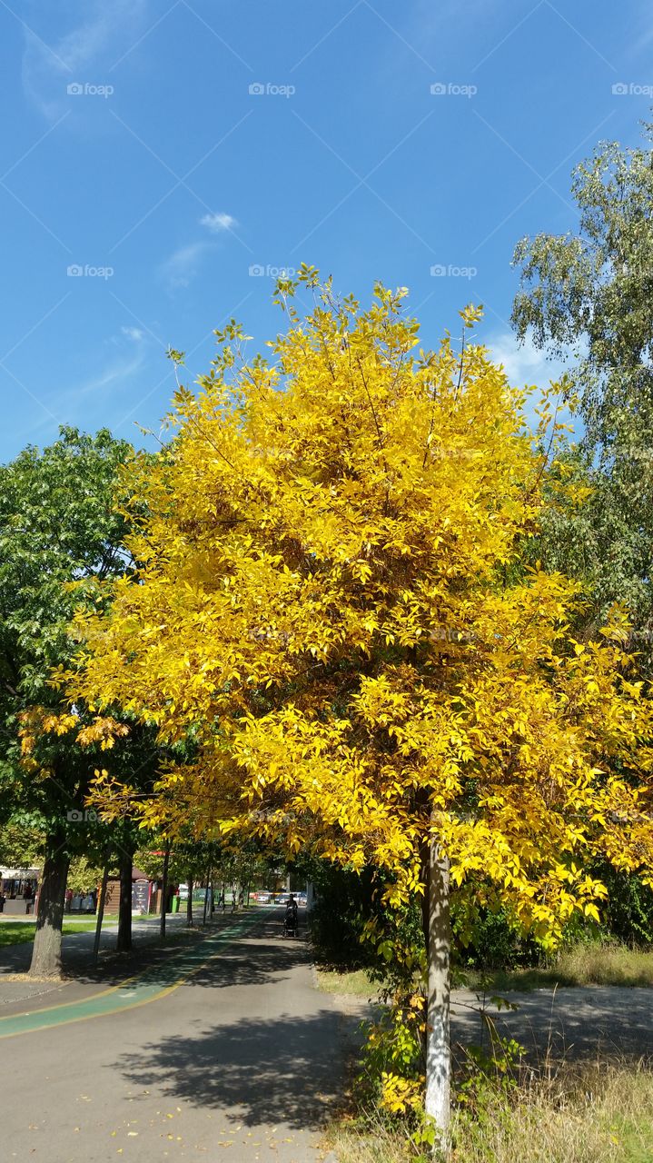 A sunny day in the Park