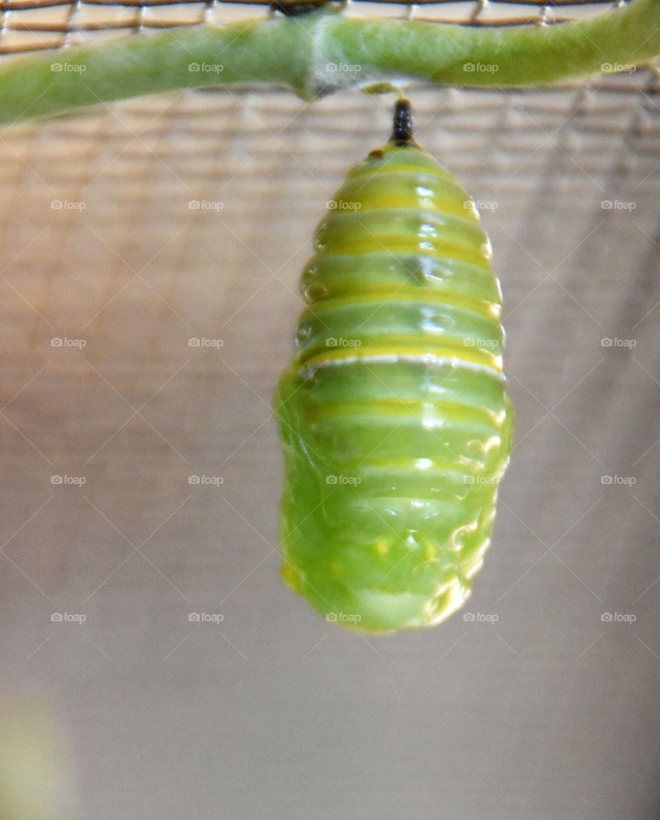 Chrysalis of monarch butterfly 