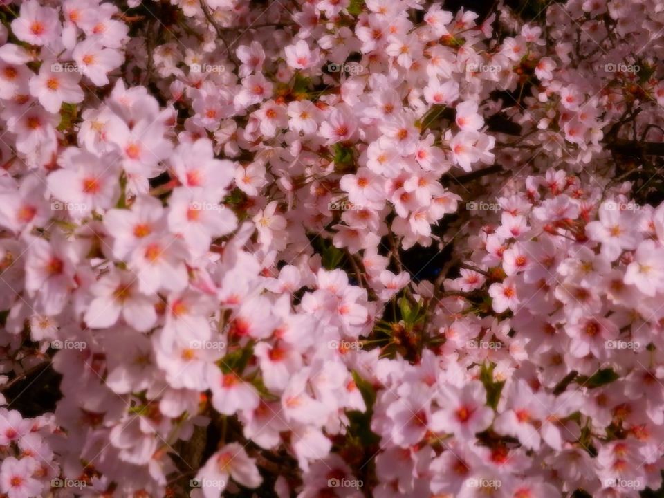 Cherry blossoms 2014 16