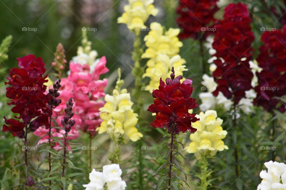 April Showers bring May Flowers