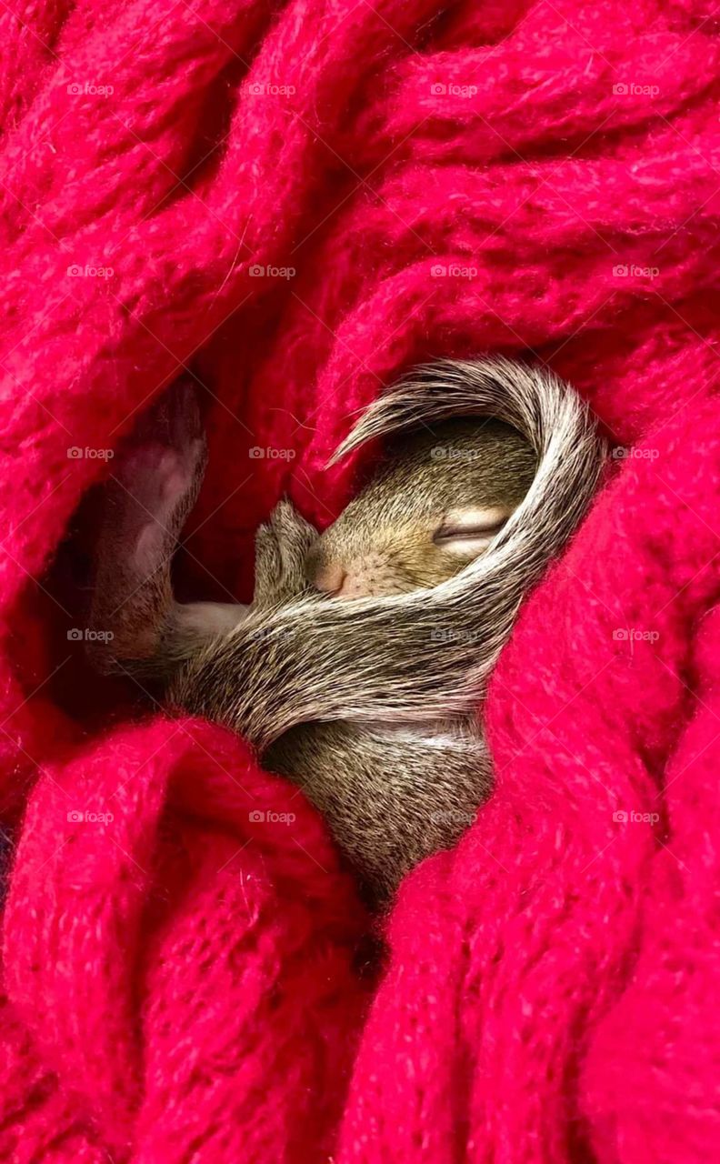 swaddled up baby Squirrel