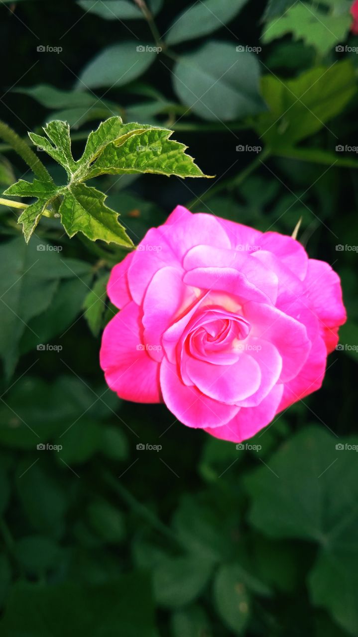 Rose : The symbol of Love