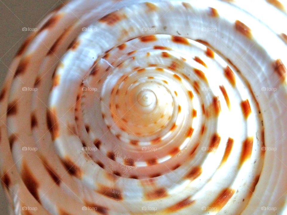 Close  up image of seashell with a beautiful spiral texture