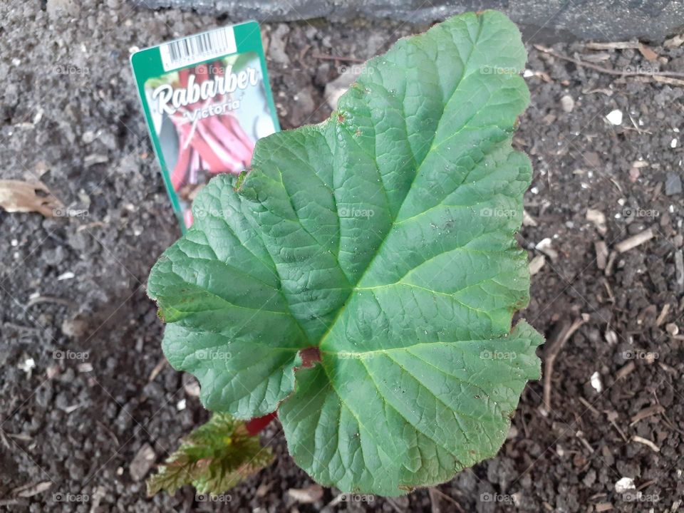 work in the garden has begun