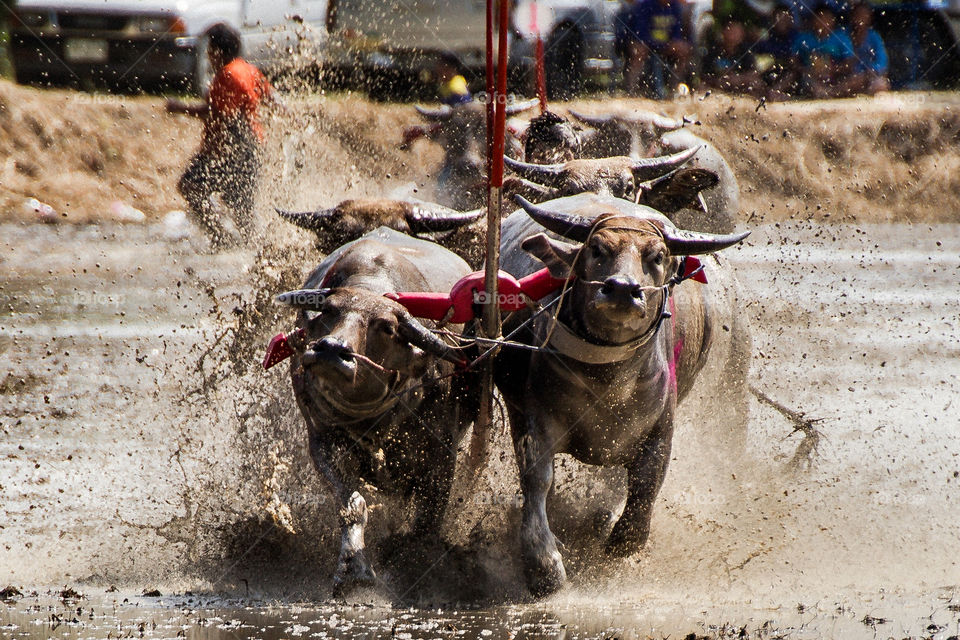 Buffalo racing Thailand