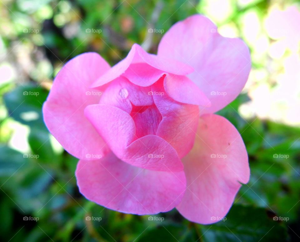 pink rose in the garden