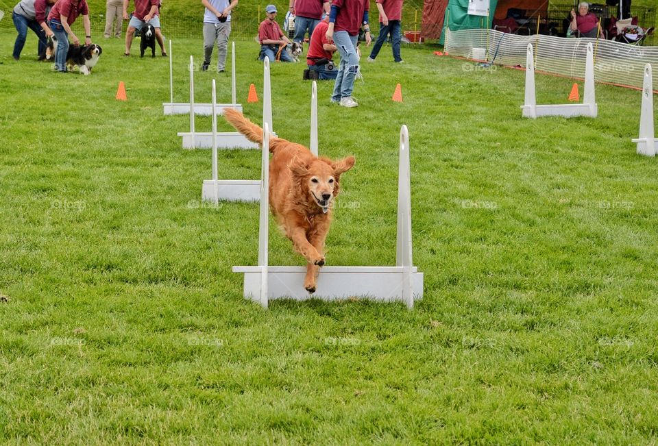 Fly ball competition