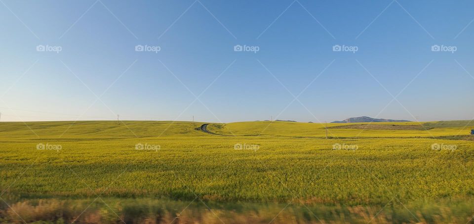 canola field