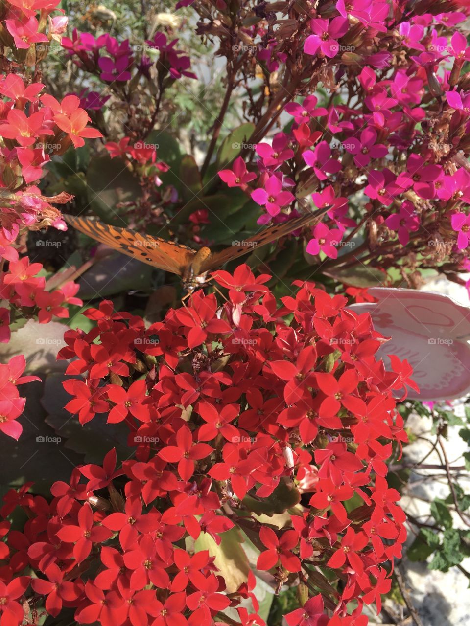 In the middle of the petals of these flowers, disguised in the planter, here is a beautiful butterfly! / No meio das pétalas dessas flores, disfarçada na floreira, eis uma linda borboleta!