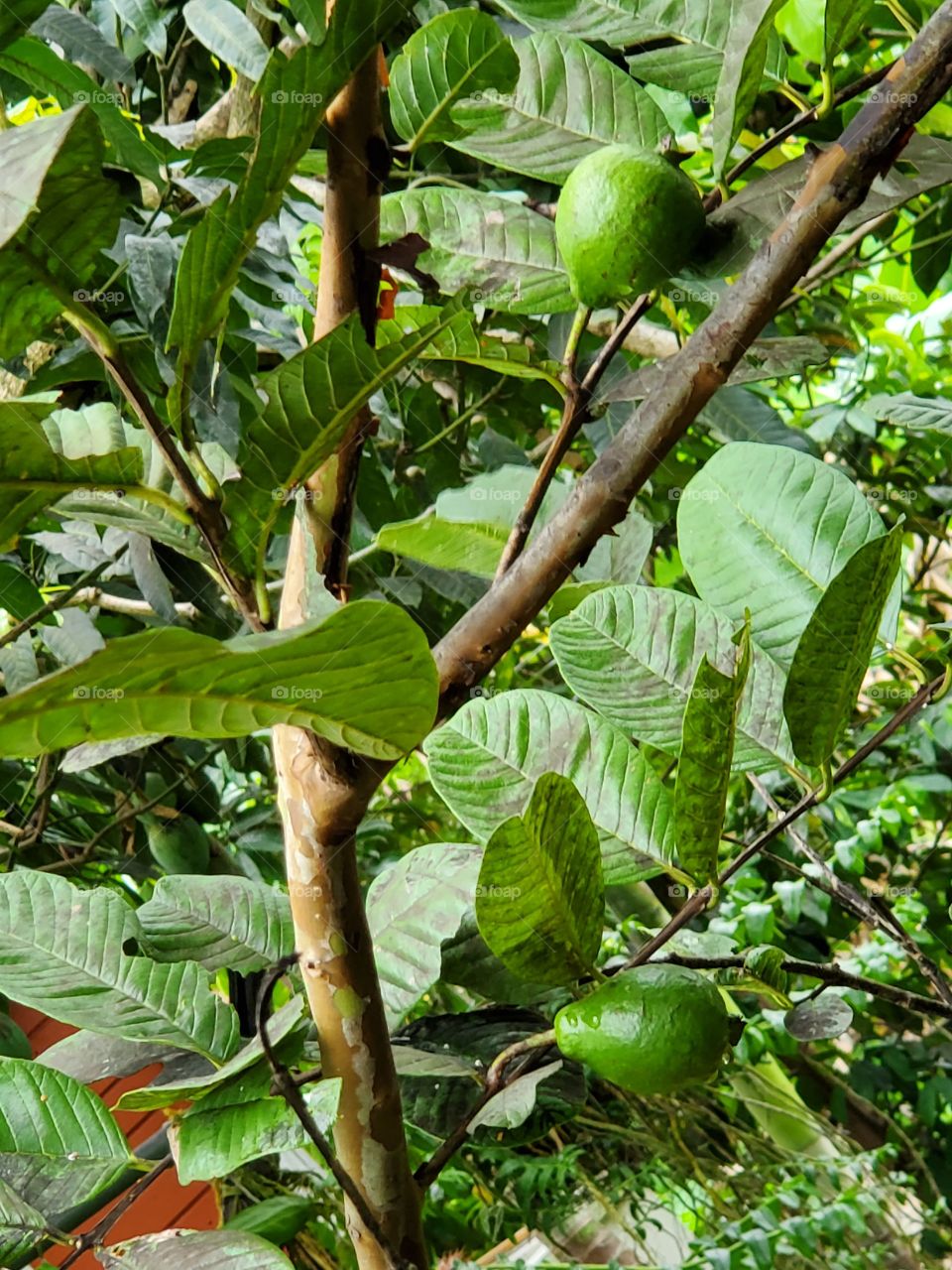 guava tree