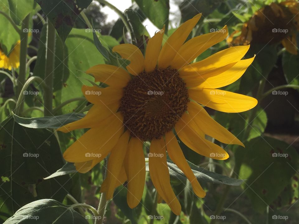 Sunflower