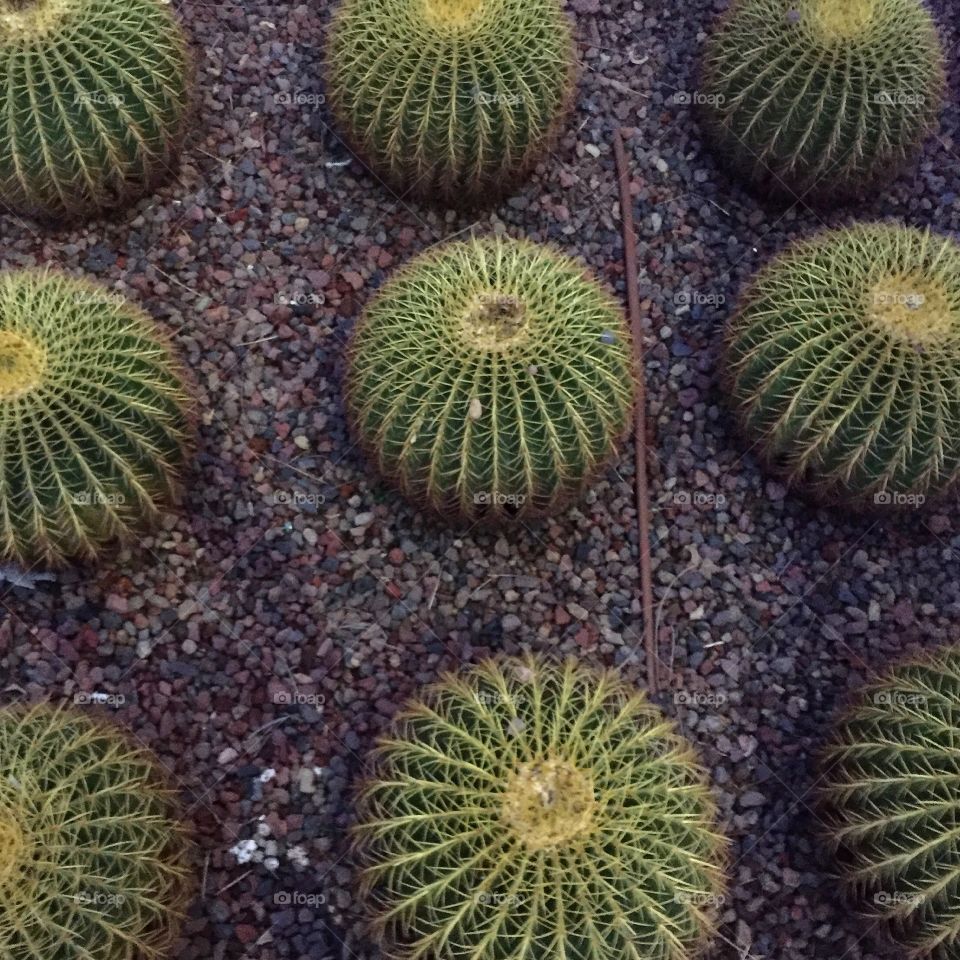 Cactus geometric pattern,round shape, photo taken in a botanical garden , green and beautiful 