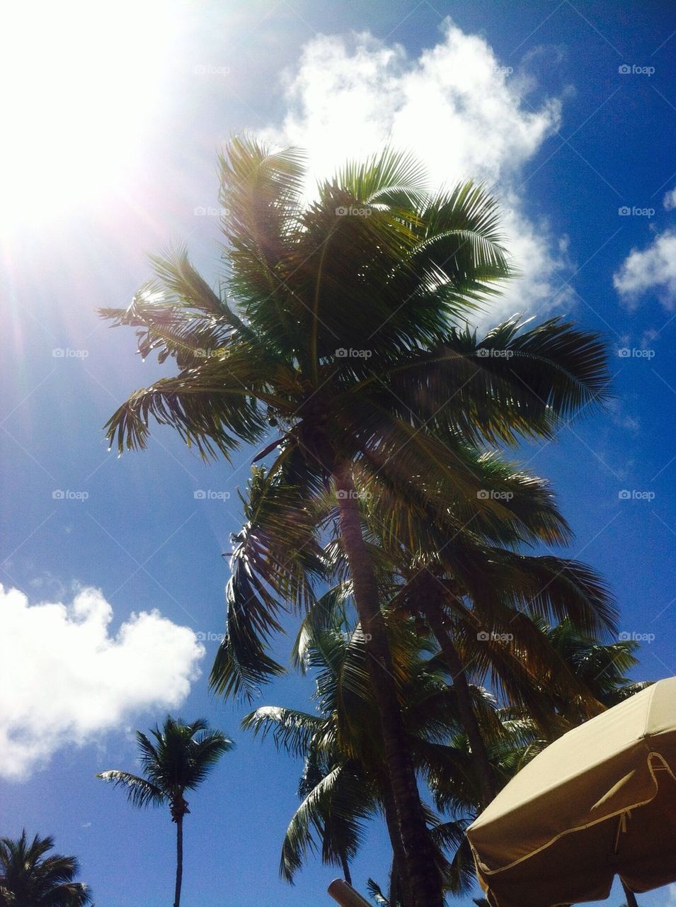 Palm Tree Paradise 