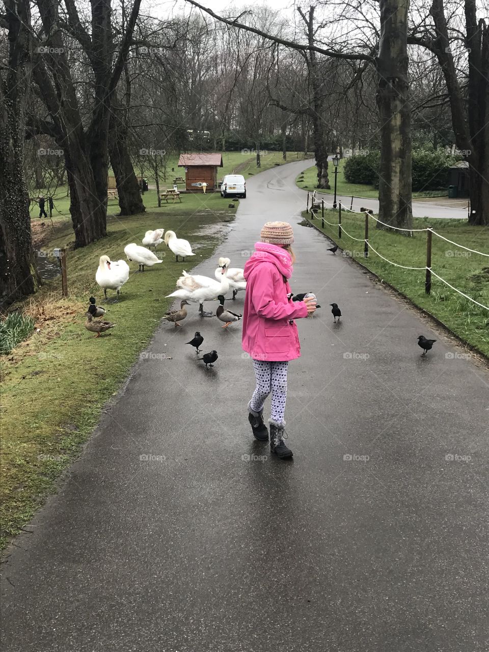 Feeding swans 