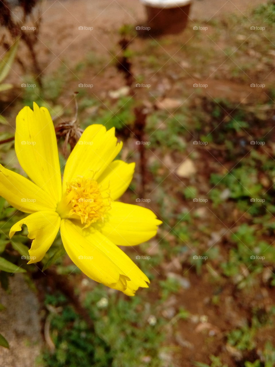 Flower