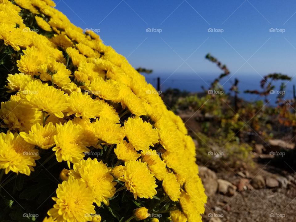 Malibu flowers with ocean view