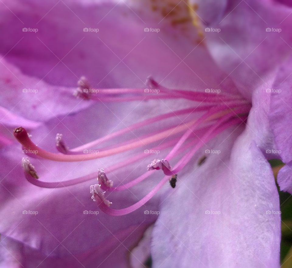 rhodendron flower