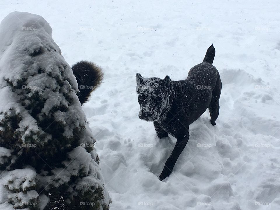 Athena playing in the snow!