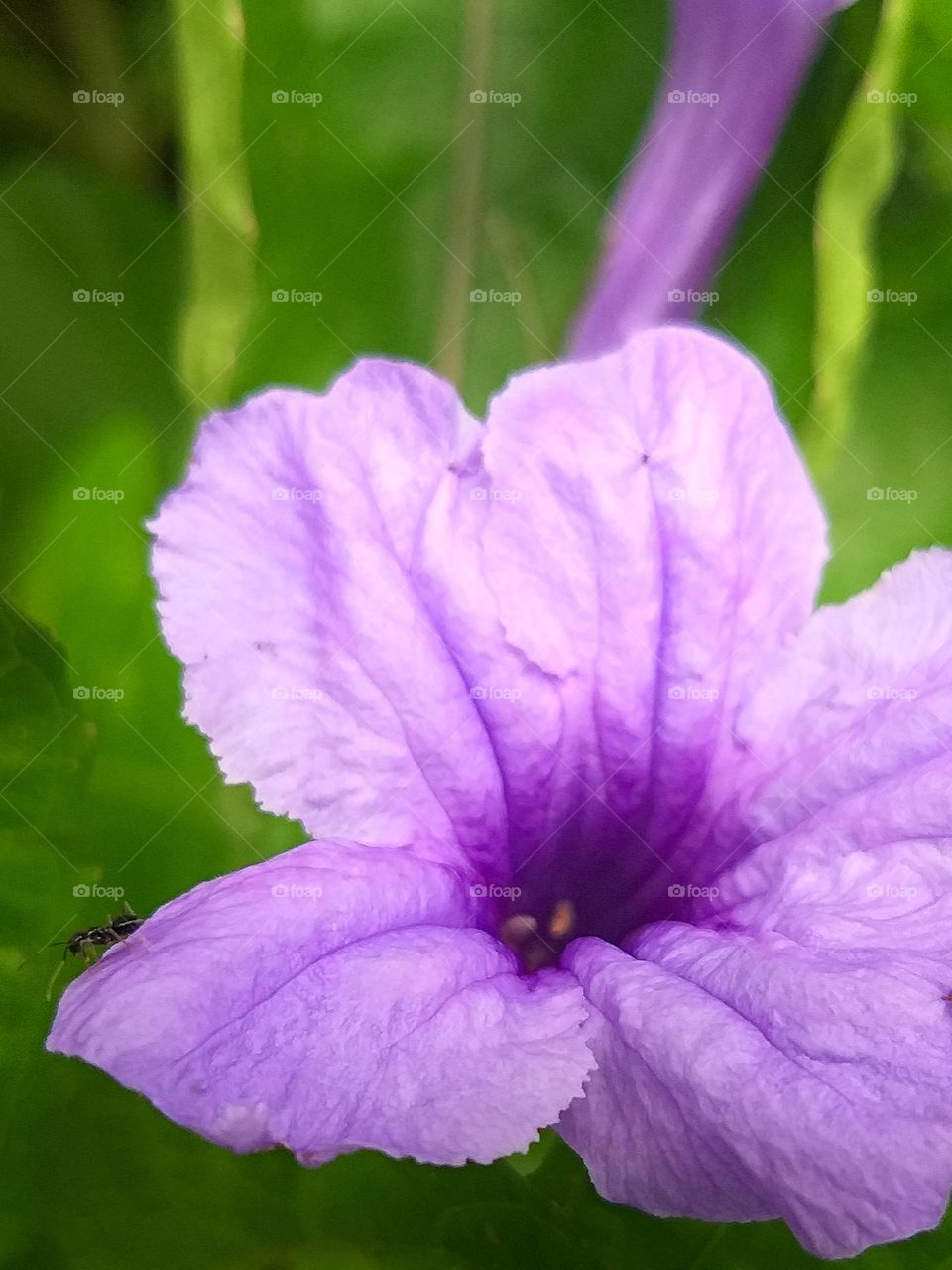 ant and flower