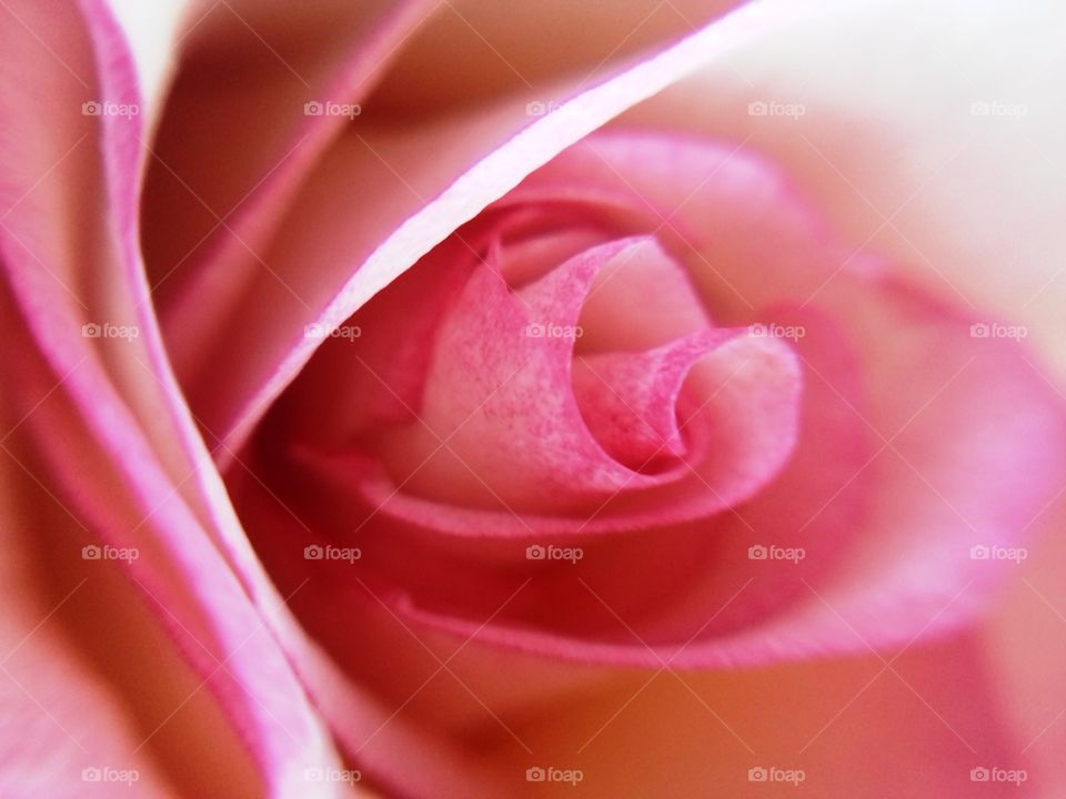 Pink rose
